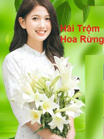 Hái Trộm Hoa Rừng - Liên Khúc Nhạc Vàng Xưa